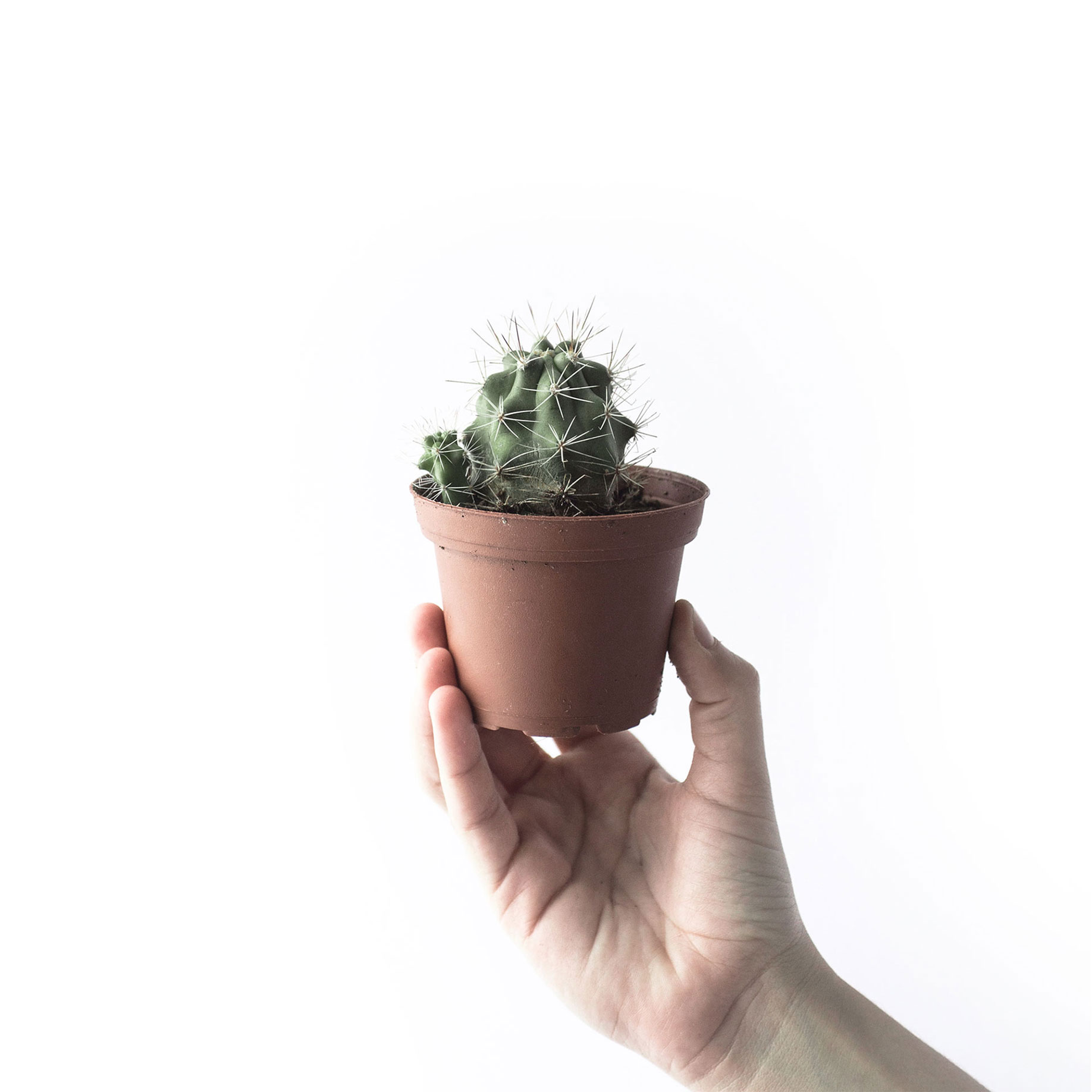 Shop Cacti