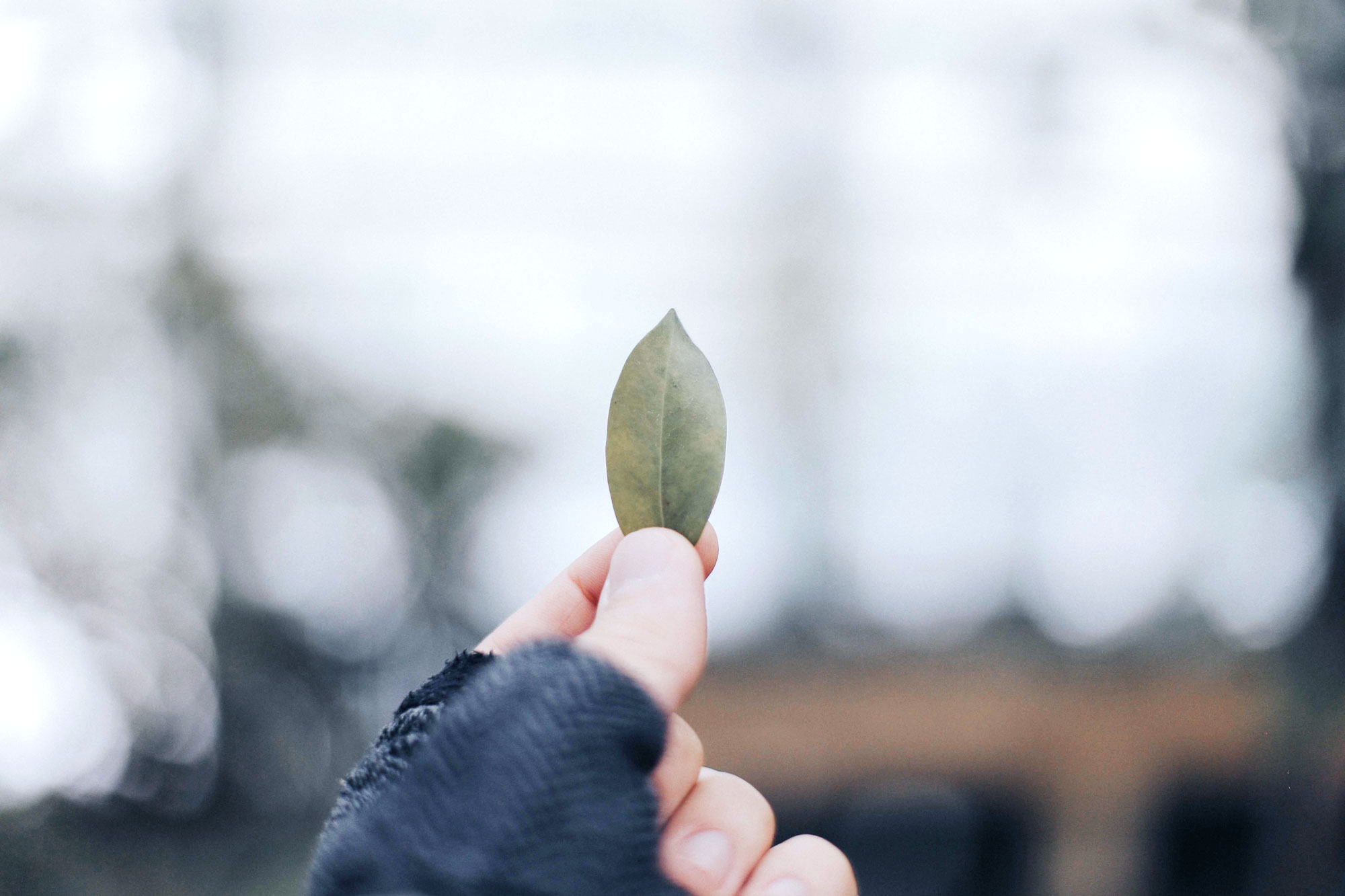 Green leaf