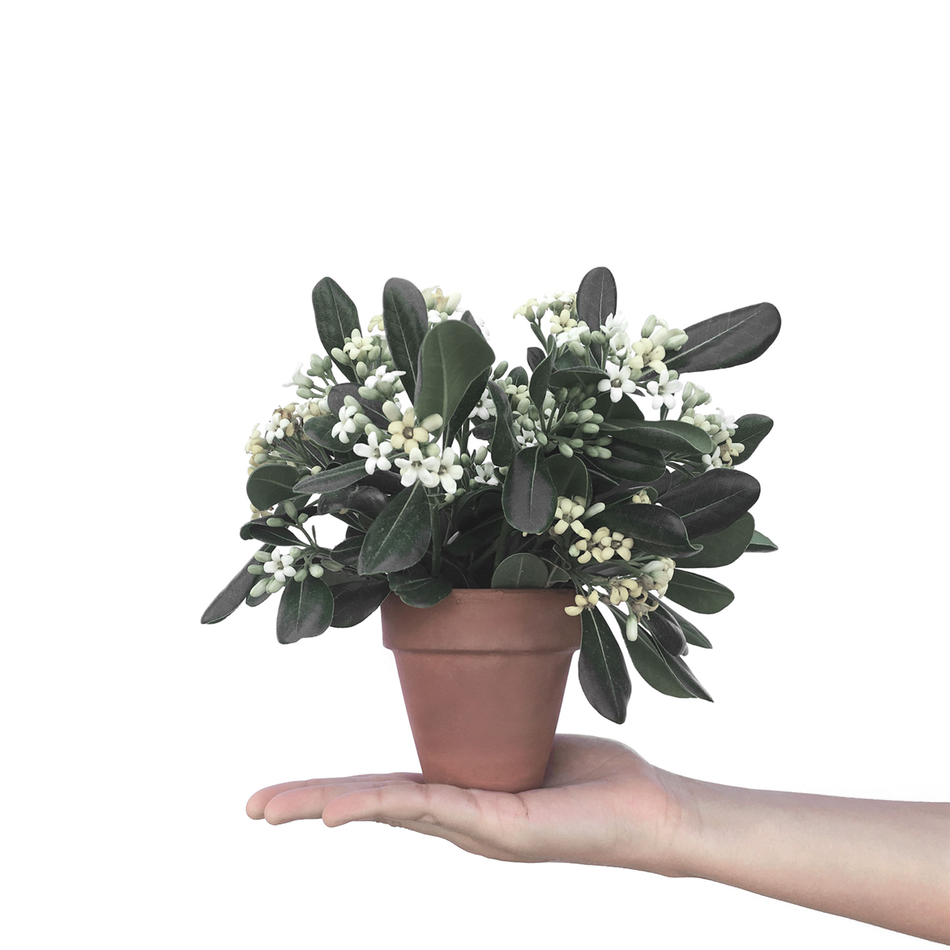 Shop Plants