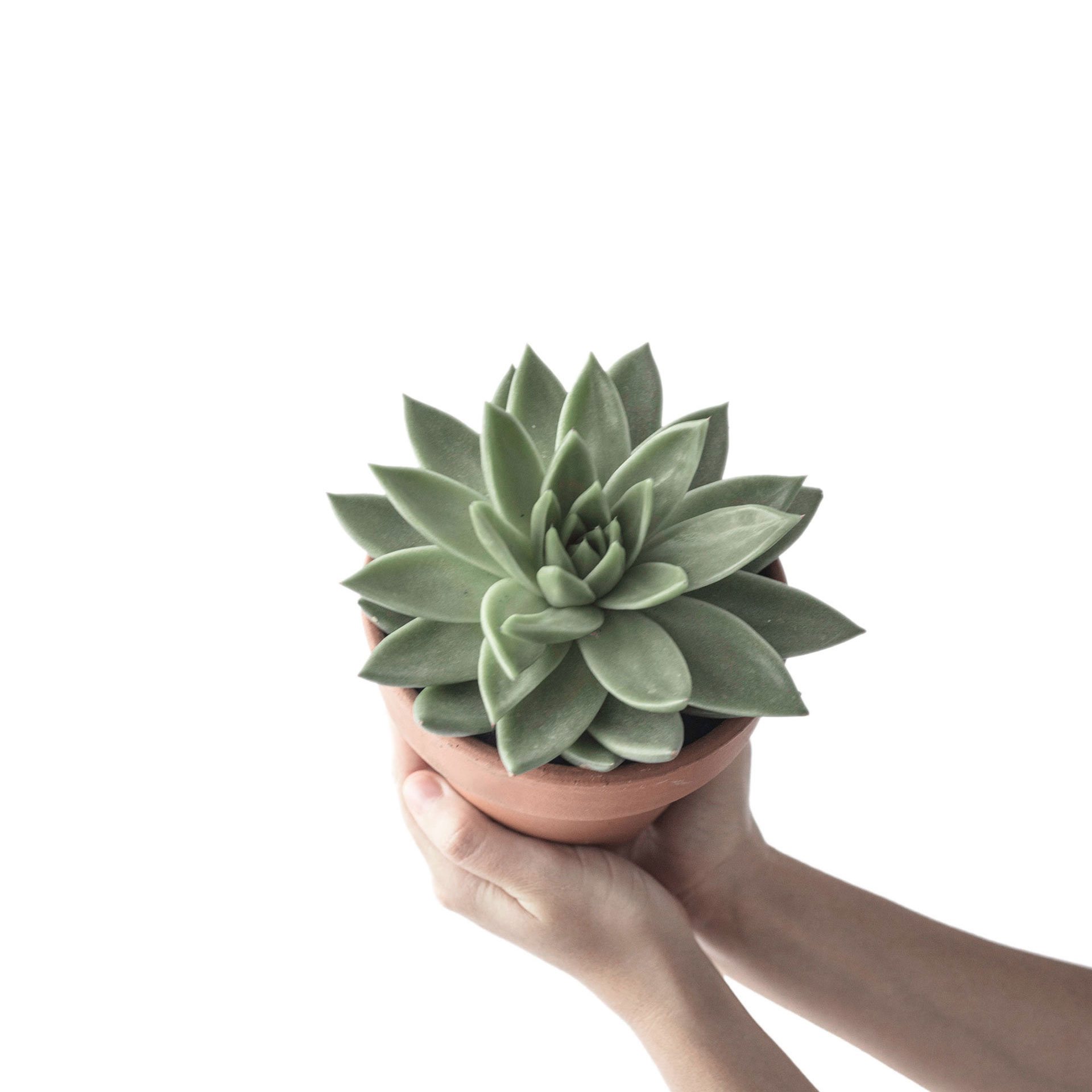 Shop Succulents